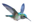 Hummingbird - Calypte anna. Royalty Free Stock Photo